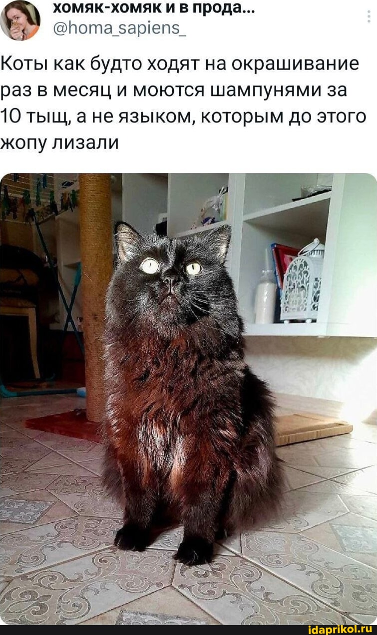 Порно видео хомяк Порно видео хомяк