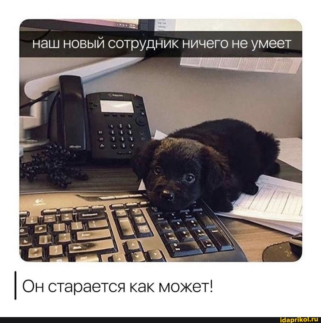 наш новый сотрудник ничего не умеет
Он старается как может!