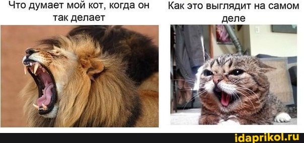 Что думает мой кот, когда он Как это выглядит на самом так делает деле