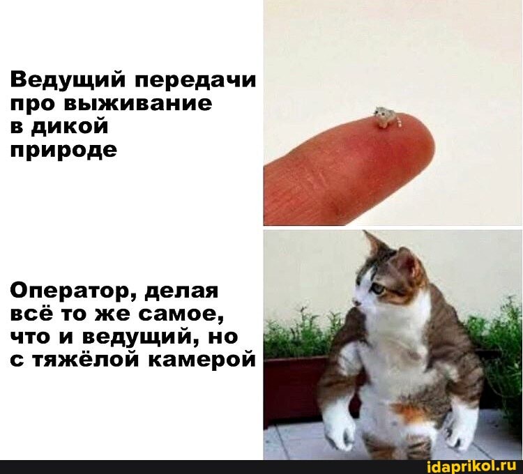 Ведущий передачи про выживание
в дикой
природе
Оператор, делая всё то же самое, что и ведущий, но с тяжёлой камерой