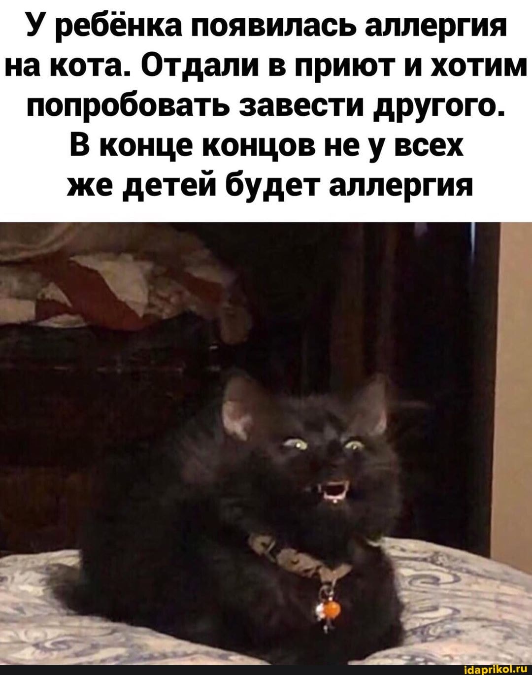 У ребенка появилась аллергия на кота. Отдали в приют и хотим попробовать завести другого.
В конце концов не у всех же детей будет аллергия