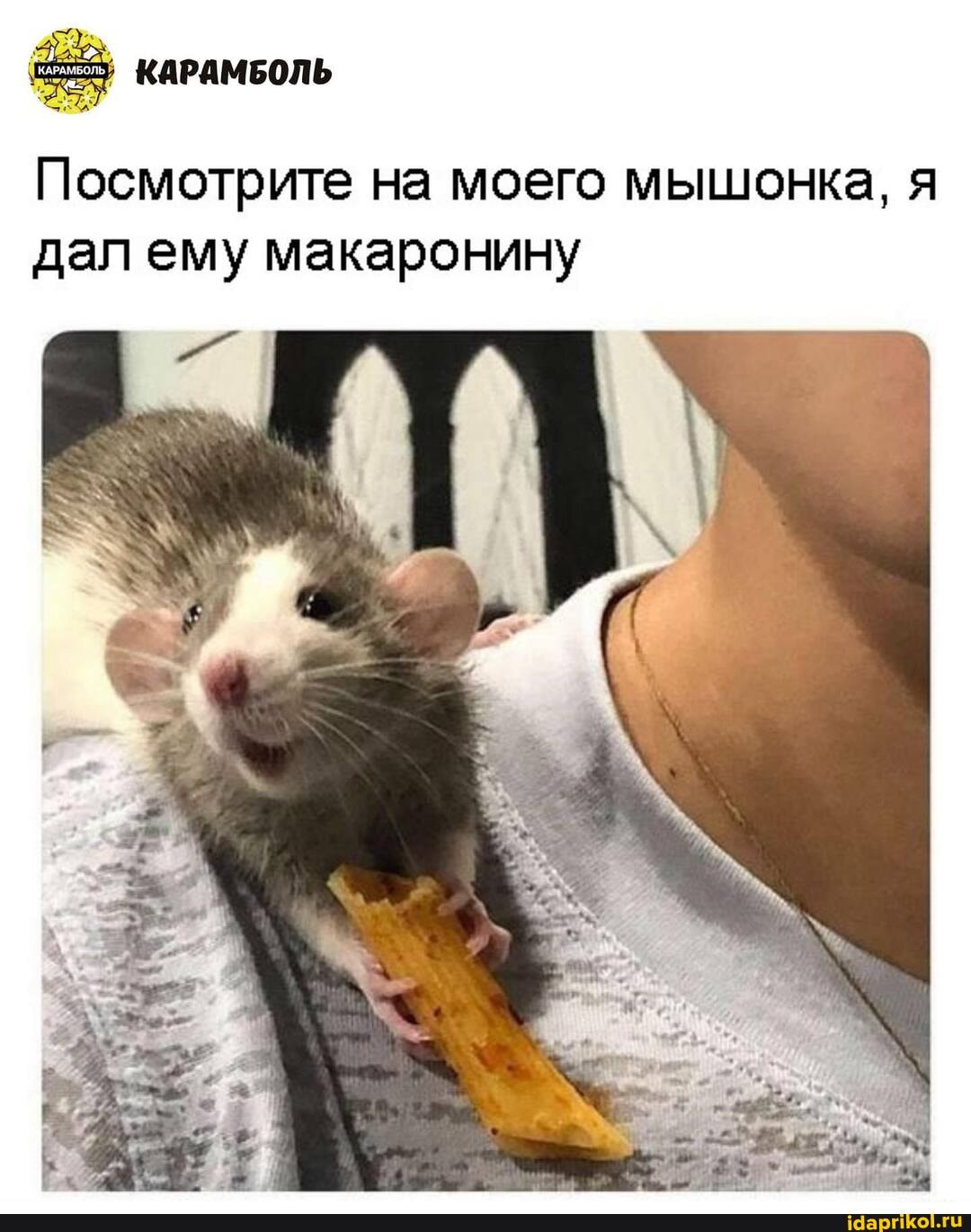 КАРАМБОЛЬ
Посмотрите на моего мышонка, я дал ему макаронину