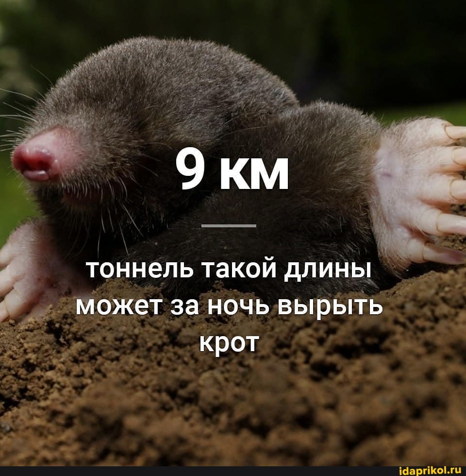 км
тоннель такой длины может за ночь вырыть крот