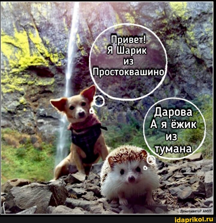 Привет!
Я Шарик из
Простоквашино
/ Дарова
ГАя бежик \ из тумана
