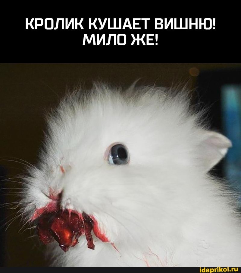 КРОЛИК КУШАЕТ ВИШНЮ!
МИЛО ЖЕ!