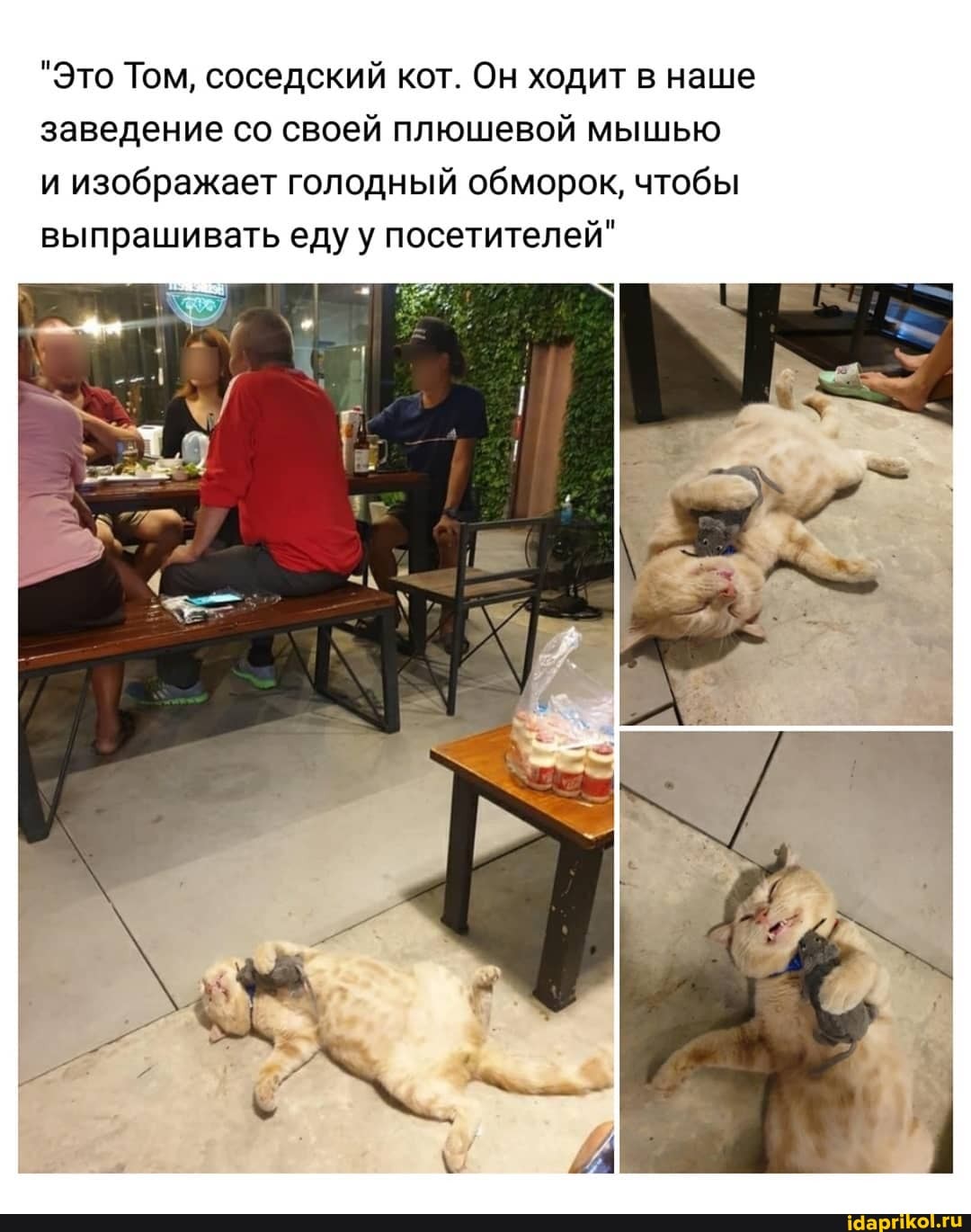 "Это Том, соседский кот. Он ходит в наше заведение со своей плюшевой мышью
и изображает голодный обморок, чтобы выпрашивать еду у посетителей"