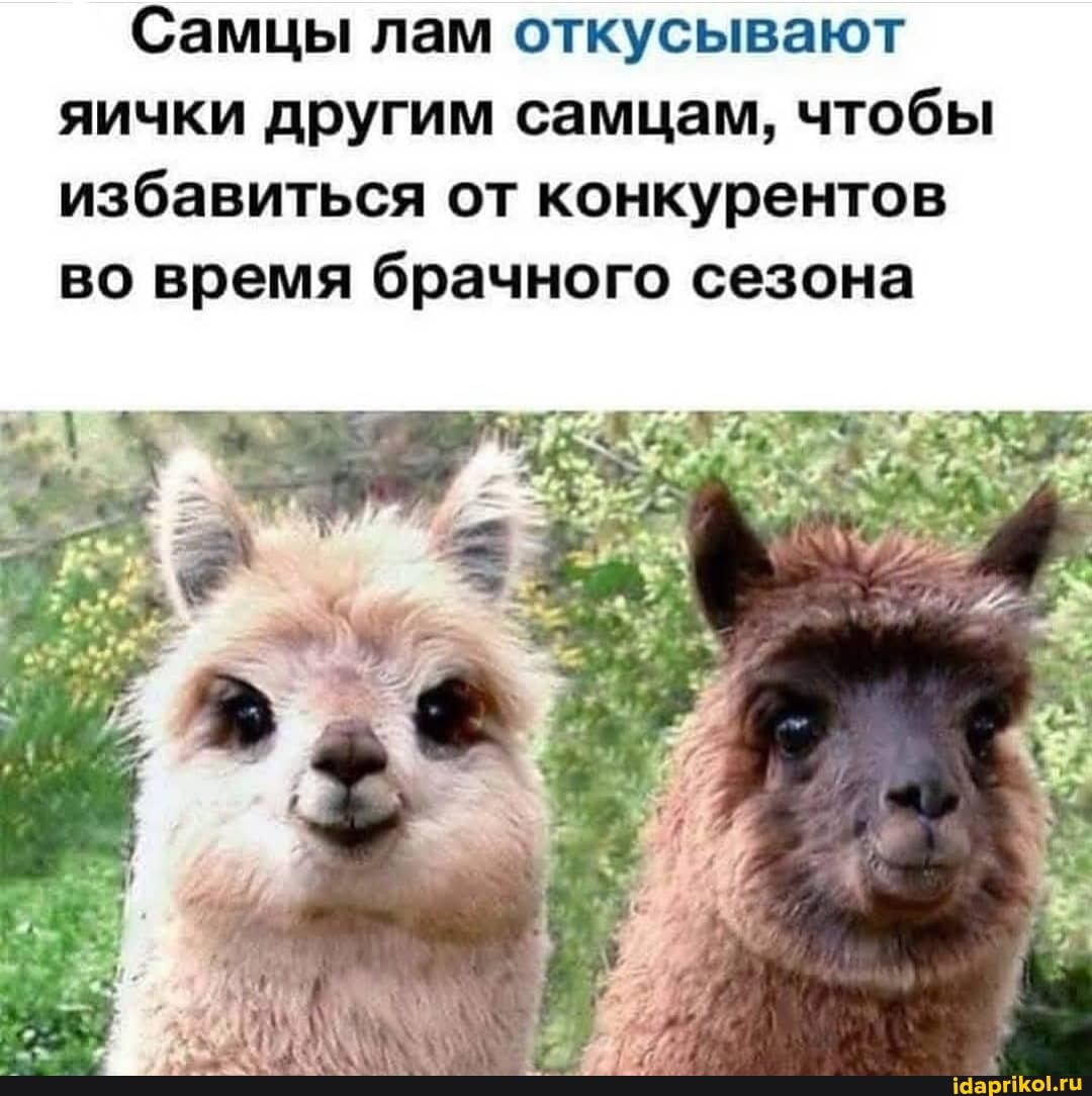 Самцы лам откусывают яички другим самцам, чтобы избавиться от конкурентов во время брачного сезона