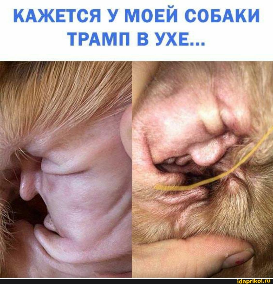 КАЖЕТСЯ У МОЕЙ СОБАКИ ТРАМП В УХЕ...
