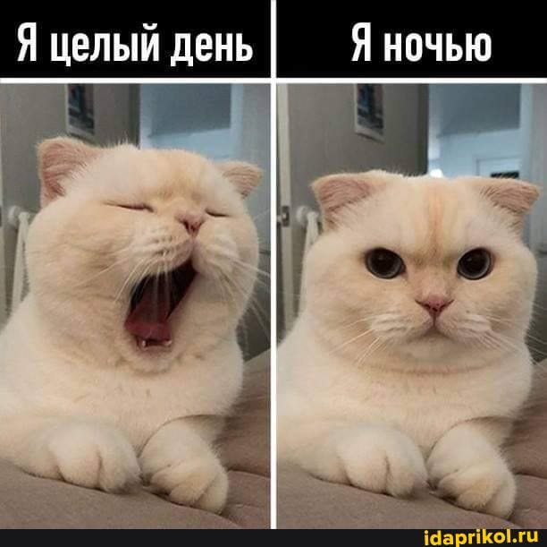 Я целый день Я ночью