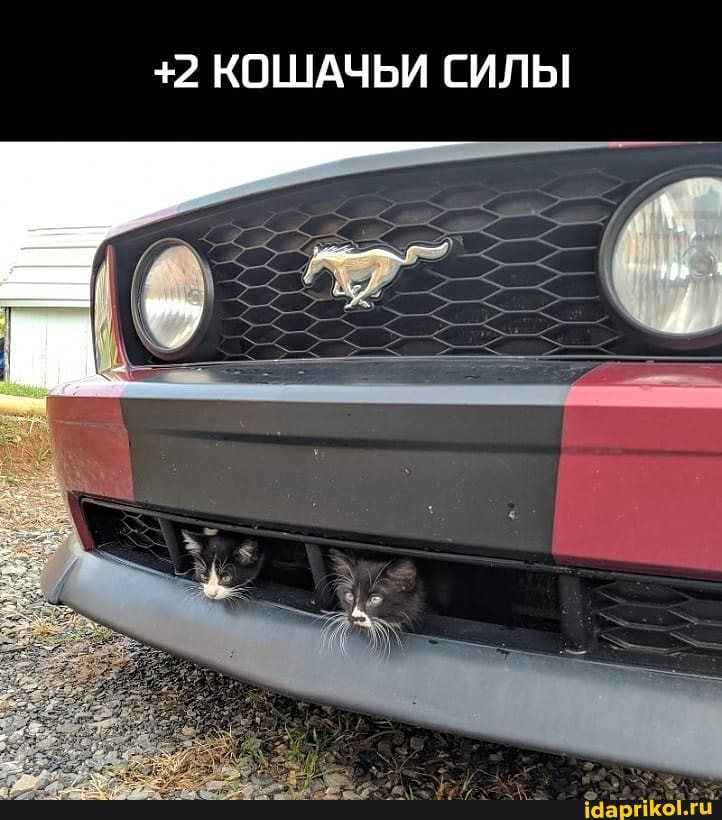 +2 КОШАЧЬИ СИЛЫ