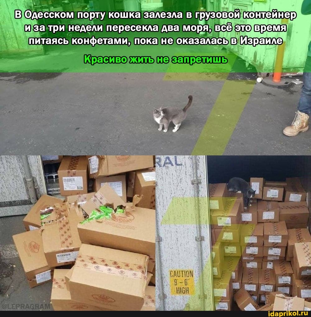 В Одесском порту кошка залезла в грузовой контейнер и за три недели пересекла два моря, всё это время питаясь конфетами, пока не оказалась в Израиле
Красиво жить не запретишь