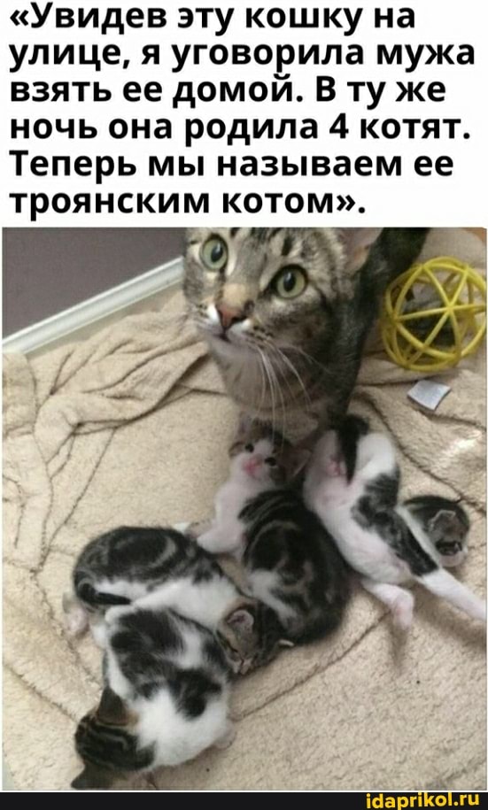 "Увидев эту кошку на улице, я уговорила мужа взять ее домой. В ту же ночь она родила 4 котят.
Теперь мы называем ее троянским котом".