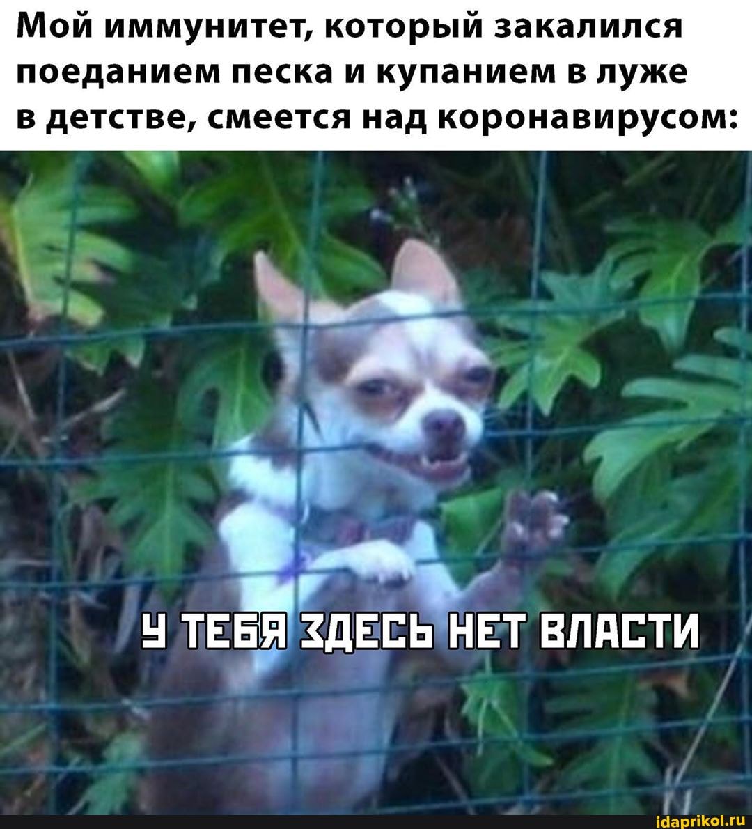 Мой иммунитет, который закалился
поеданием песка и купанием в луже
в детстве, смеется над коронавирусом:
У ТЕБЯ ЗДЕСЬ
HET
ВЛАСТИ