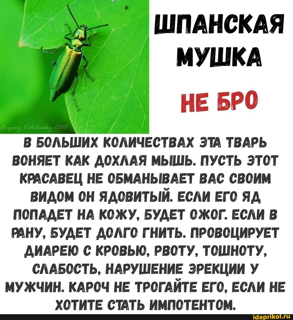 ШПАНСКАЯ МУШКА
НЕ БРО
БОЛЬШИХ КОЛИЧЕСТВАХ ЭТА ТВАРЬ ВОНЯЕТ КАК ДОХЛАЯ МЫШЬ. ПУСТЬ ЭТОТ КРАСАВЕЦ НЕ ОБМАНЬВАЕТ ВАС СВОИМ ВИДОМ ОН ЯДОВИТЫЙ. ЕСЛИ ЕГО ЯД ПОПАДЕТ НА КОЖУ, БУДЕТ ОЖОГ. ЕСЛИ В РАНУ, БУДЕТ ДОЛГО ГНИТЬ. ПРОВОЦИРУЕТ ДИАРЕЮ С КРОВЬЮ, РВОТУ, ТОШНОТУ,
СЛАБОСТЬ, НАРУШЕНИЕ ЭРЕКЦИИ У МУЖЧИН. КАРОЧ НЕ ТРОГАЙТЕ ЕГО, ЕСЛИ НЕ ХОТИТЕ СТАТЬ ИМПОТЕНТОМ.
