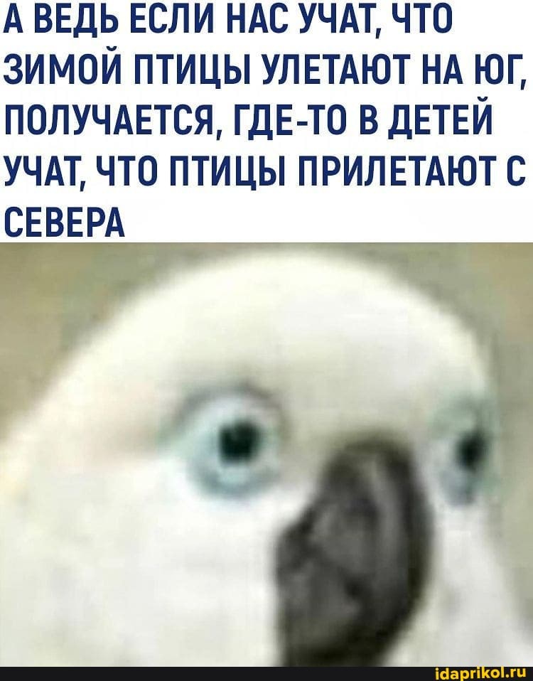 А ВЕДЬ ЕСЛИ НАС УЧАТ, ЧТО ЗИМОЙ ПТИЦЫ УЛЕТАЮТ НА ЮГ,
ПОЛУЧАЕТСЯ, ГДЕ-ТО В ДЕТЕЙ УЧАТ, ЧТО ПТИЦЫ ПРИЛЕТАЮТ С СЕВЕРА