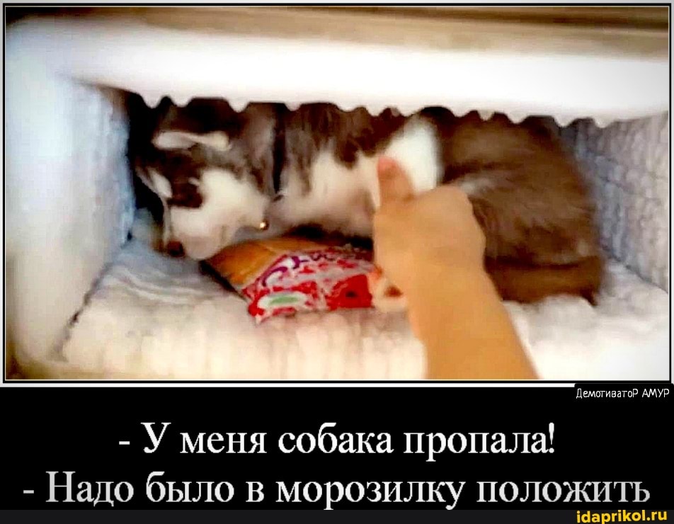 Демотиватор АМУР
- У меня собака пропала!
- Надо было в морозилку положить