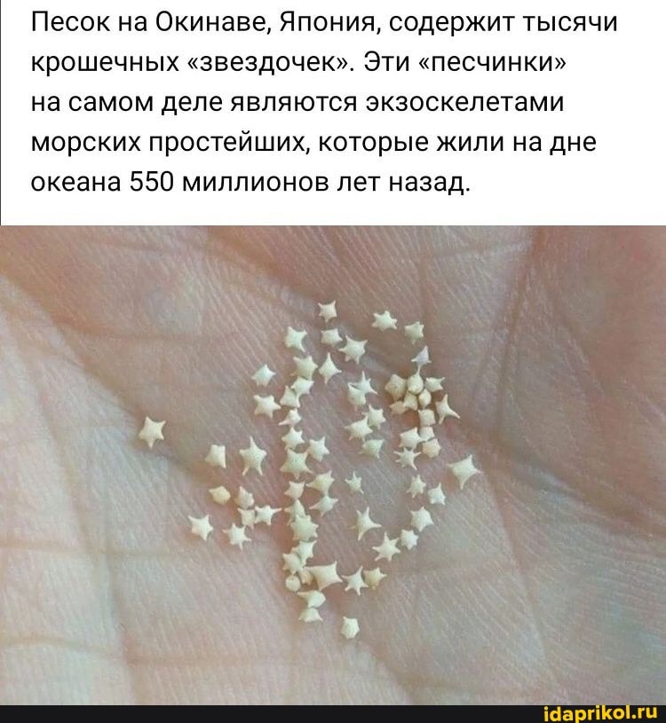 Песок на Окинаве, Япония, содержит тысячи крошечных "звездочек". Эти "песчинки" на самом деле являются экзоскелетами
морских простейших, которые жили на дне океана 550 миллионов лет назад.