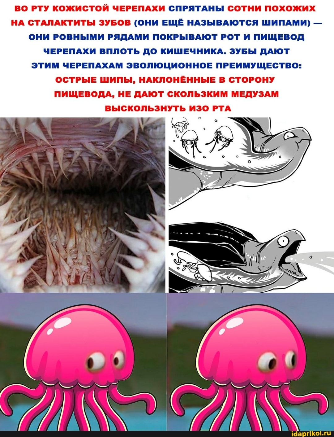 ВО РТУ КОЖИСТОЙ ЧЕРЕПАХИ СПРЯТАНЫ СОТНИ ПОХОЖИХ НА СТАЛАКТИТЫ ЗУБОВ (ОНИ ЕЩЁ НАЗЫВАЮТСЯ ШИПАМИ) -
ОНИ РОВНЫМИ РЯДАМИ ПОКРЫВАЮТ РОТ И ПИЩЕВОД ЧЕРЕПАХИ ВПЛОТЬ ДО КИШЕЧНИКА. ЗУБЫ ДАЮТ ЭТИМ ЧЕРЕПАХАМ ЭВОЛЮЦИОННОЕ ПРЕИМУЩЕСТВО:
ОСТРЫЕ ШИПЫ, НАКЛОНЁННЫЕ В СТОРОНУ ПИЩЕВОДА, НЕ ДАЮТ СКОЛЬЗКИМ МЕДУЗАМ ВЫСКОЛЬЗНУТЬ ИЗО РТА
