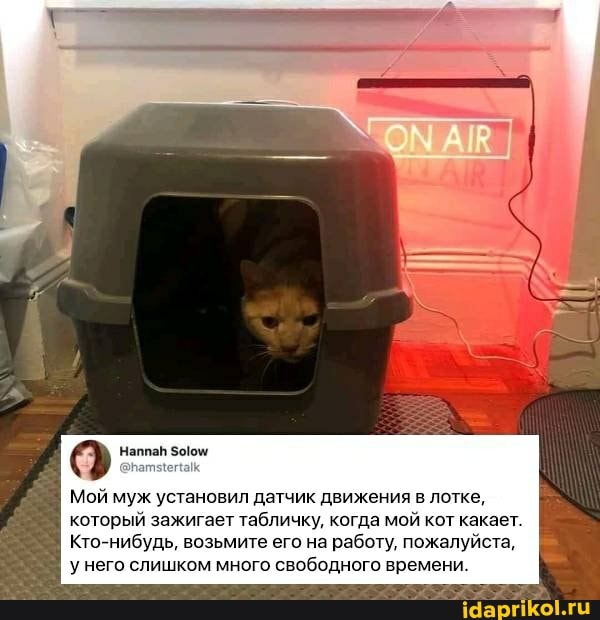 Мой муж установил датчик движения в лотке, который зажигает табличку, когда мой кот какает.
Кто-нибудь, возьмите его на работу, пожалуйста, него слишком много свободного времени.