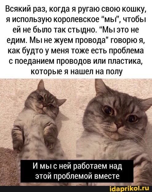 Всякий раз, когда я ругаю свою кошку,
я использую королевское "мы", чтобы
ей не было так стыдно. "Мы это не
едим. Мыне жуем провода" говорю я,
как будто у меня тоже есть проблема
с поеданием проводов или пластика,
которые я нашел на полу
Имы с ней работаем над