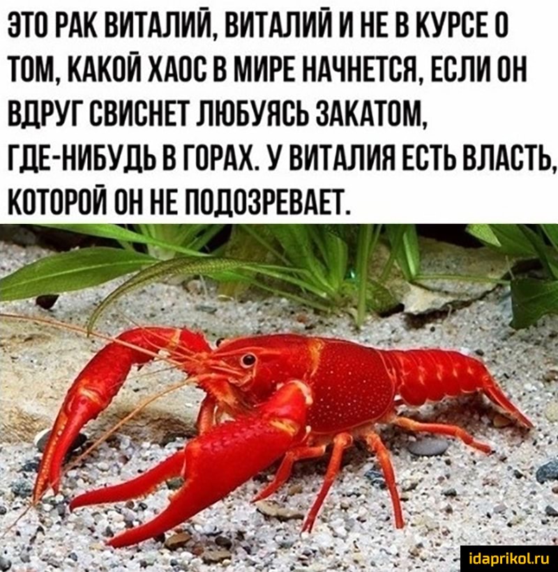 ЭТО РАК ВИТАЛИЙ, ВИТАЛИЙ И НЕ В КУРСЕ 0
ТОМ, КАКОЙ ХАОС В МИРЕ НАЧНЕТСЯ, ЕСЛИ ОН
ВДРУГ СВИСНЕТ ЛЮБУЯСЬ ЗАКАТОМ,
ГДЕ-НИБУДЬ В ГОРАХ. У ВИТАЛИЯ ЕСТЬ ВЛАСТЬ,
КОТОРОЙ ОН НЕ ПОДОЗРЕВАЕТ.