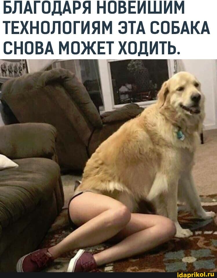 БЛАГОДАРЯ НОВЕЙШИМ ТЕХНОЛОГИЯМ ЭТА СОБАКА СНОВА МОЖЕТ ХОДИТЬ.
