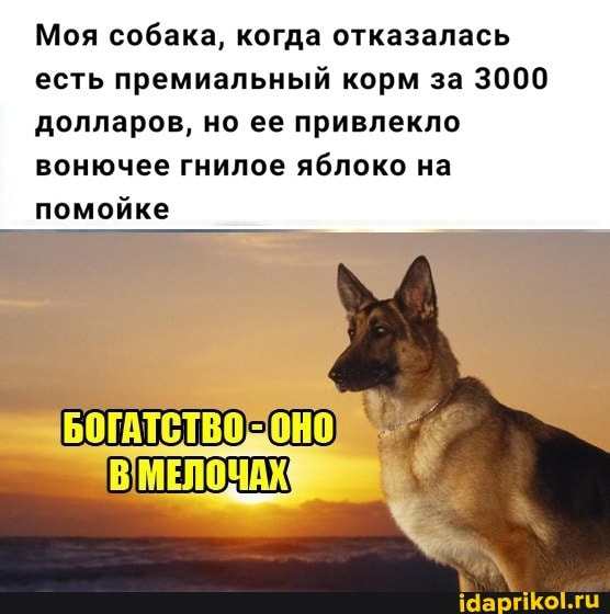 Моя собака, когда отказалась есть премиальный корм за 3000 долларов, но ее привлекло вонючее гнилое яблоко на помойке
МЕЛОЧАХ