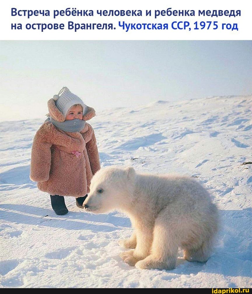 Встреча ребёнка человека и ребенка медведя на острове Врангеля. Чукотская ССР, 1975 год