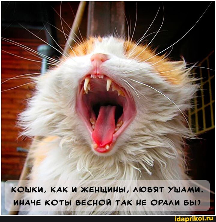 КОШКИ, КАК И ЖЕНЩИНЫ, ЛЮБЯТ УШАМИ.
ИНАЧЕ КОТЫ ВЕСНОЙ ТАК НЕ ОРАЛИ БЫ)
