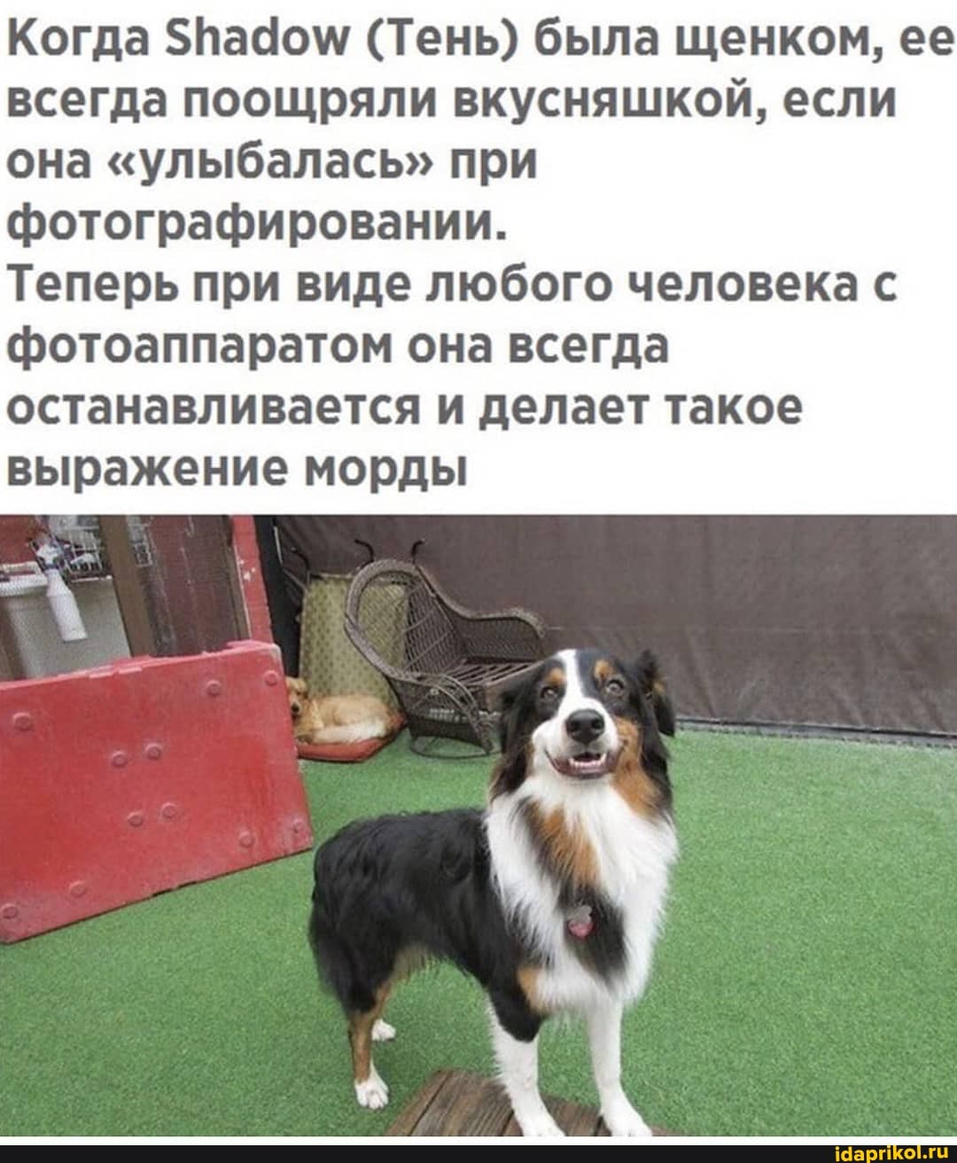 Когда (Тень) была щенком, ее всегда поощряли вкусняшкой, если она "улыбалась" при
фотографировании.
Теперь при виде любого человека с фотоаппаратом она всегда останавливается и делает такое выражение морды