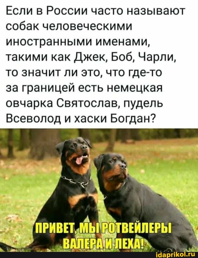 Если в России часто называют собак человеческими
иностранными именами, такими как Джек, Боб, Чарли, то значит ли это, что где-то за границей есть немецкая овчарка Святослав, пудель
Всеволод и хаски Богдан?
