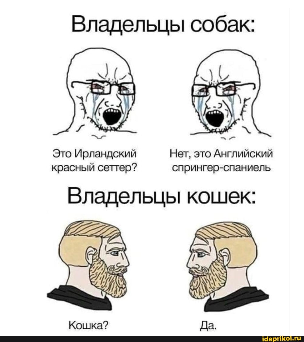 Владельцы собак:
Это Ирландский Нет, это Английский красный сеттер? спрингер-спаниель
Владельцы кошек:
Кошка?