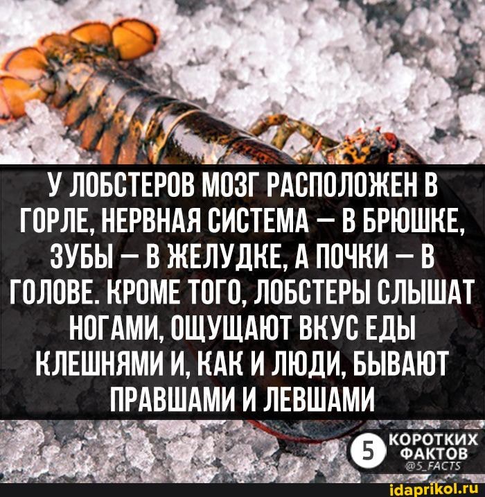 НИЕ" #
У ЛОБСТЕРОВ МОЗГ РАСПОЛОЖЕН В ГОРЛЕ, НЕРВНАЯ СИСТЕМА - В БРЮШКЕ,
ЗУБЫ В ЖЕЛУДКЕ, А ПОЧКИ - В ГОЛОВЕ. КРОМЕ ТОГО, ЛОБСТЕРЫ СЛЫШАТ НОГАМИ, ОЩУЩАЮТ ВКУС ЕДЫ КЛЕШНЯМИ И, КАК ЛЮДИ, БЫВАЮТ
ПРАВШАМИ И ЛЕВШАМИ
КОРОТКИХ ФАКТОВ