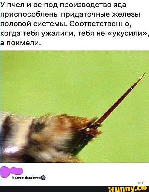 У пчел и ос под производство яда
приспособлены придаточные железы
половой системы. Соответственно,
когда тебя ужалили, тебя не "укусили",
а поимели.