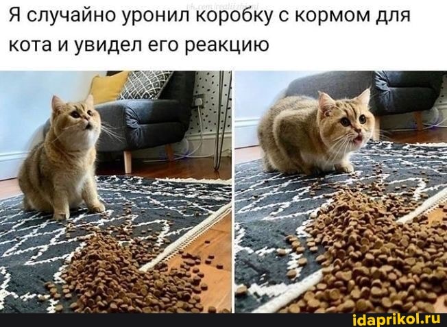 Я случайно уронил коробку с кормом для кота и увидел его реакцию