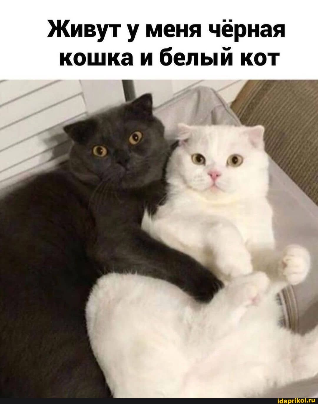 Живут у меня черная кошка и белый кот
