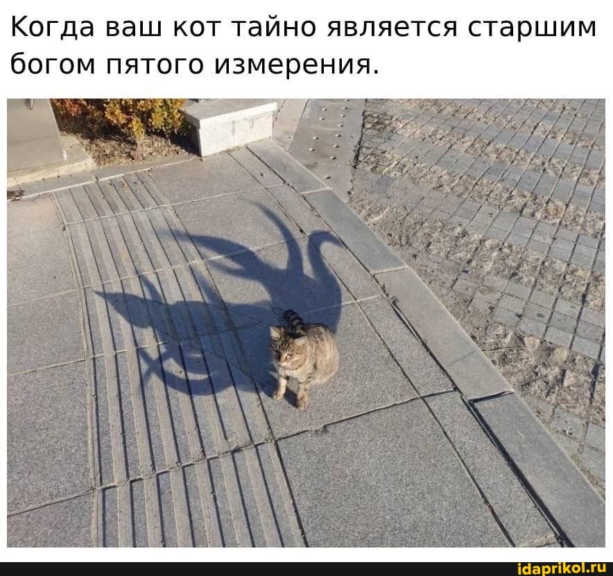 Когда ваш кот тайно является старшим богом пятого измерения.
