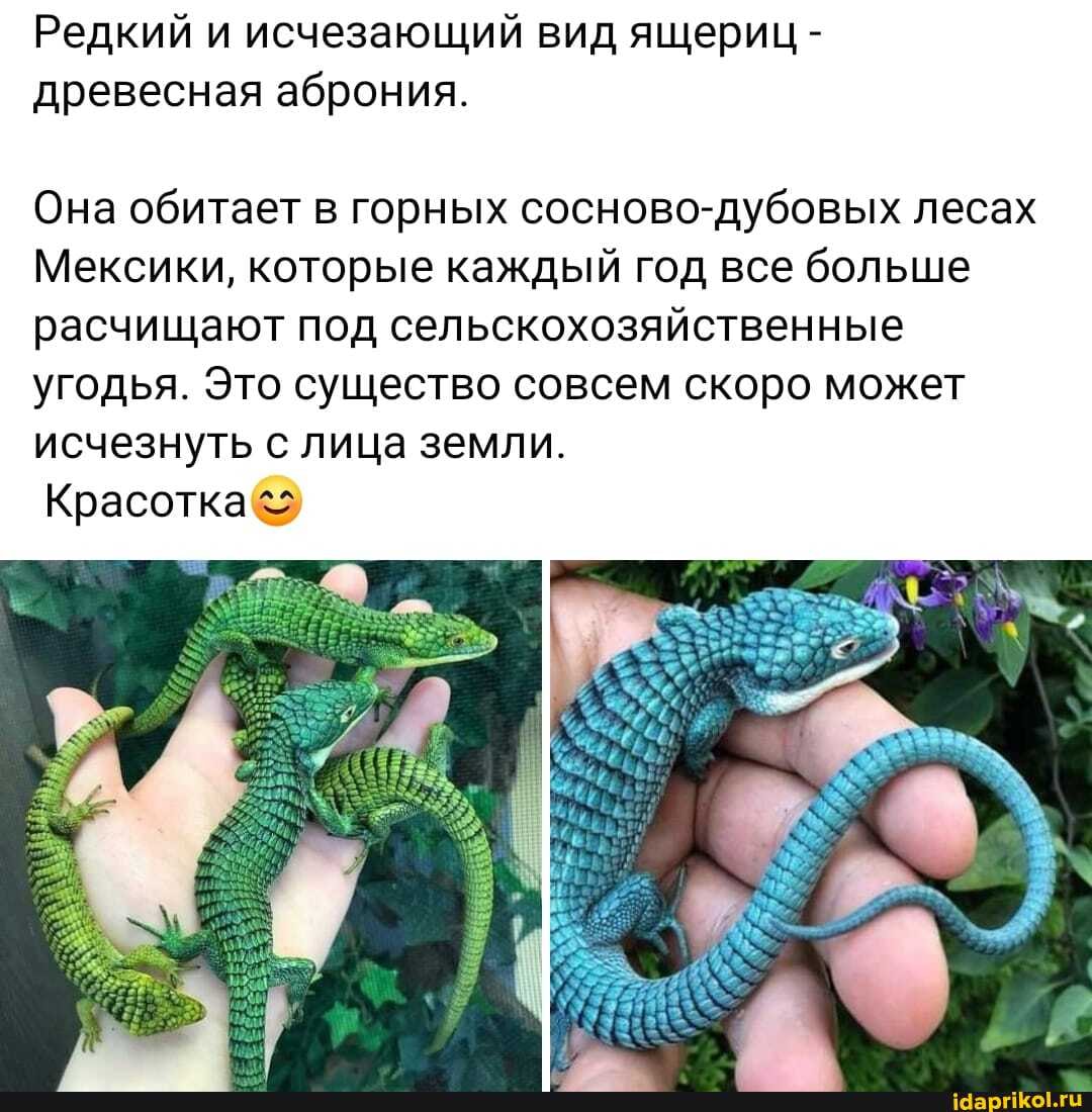 Редкий и исчезающий вид ящериц - древесная аброния.
Она обитает в горных сосново-дубовых лесах
Мексики, которые каждый год все больше расчищают под сельскохозяйственные угодья. Это существо совсем скоро может исчезнуть с лица земли.
Красотка