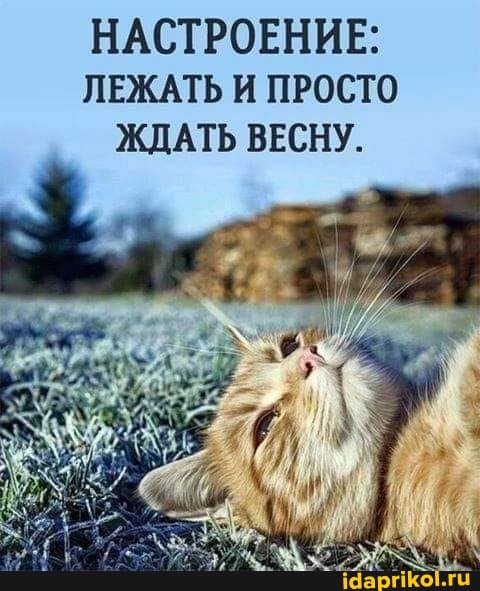 НАСТРОЕНИЕ:
ЛЕЖАТЬ И ПРОСТО ЖДАТЬ ВЕСНУ.