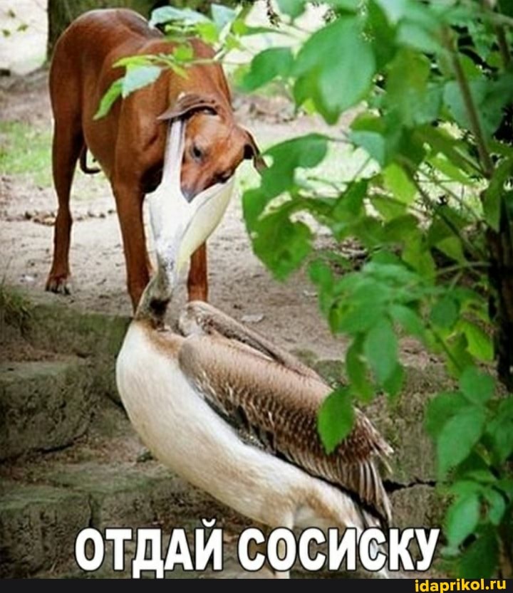 ОТДАЙ СОСИСКУ