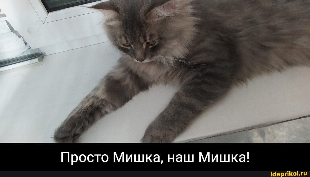 Просто Мишка, наш Мишка! - Просто Мишка, наш Мишка!