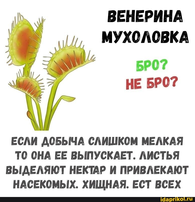 ВЕНЕРИНА МУХОЛОВКА
НЕ БРО?
ЕСЛИ ДОБЫЧА СЛИШКОМ МЕЛКАЯ ТО ОНА ЕЕ ВЫПУСКАЕТ. ЛИСТЬЯ ВЫДЕЛЯЮТ НЕКТАР И ПРИВЛЕКАЮТ НАСЕКОМЫХ. ХИЩНАЯ. ЕСТ ВСЕХ