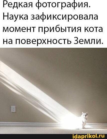 Редкая фотография.
Наука зафиксировала
момент прибытия кота на поверхность Земли.
