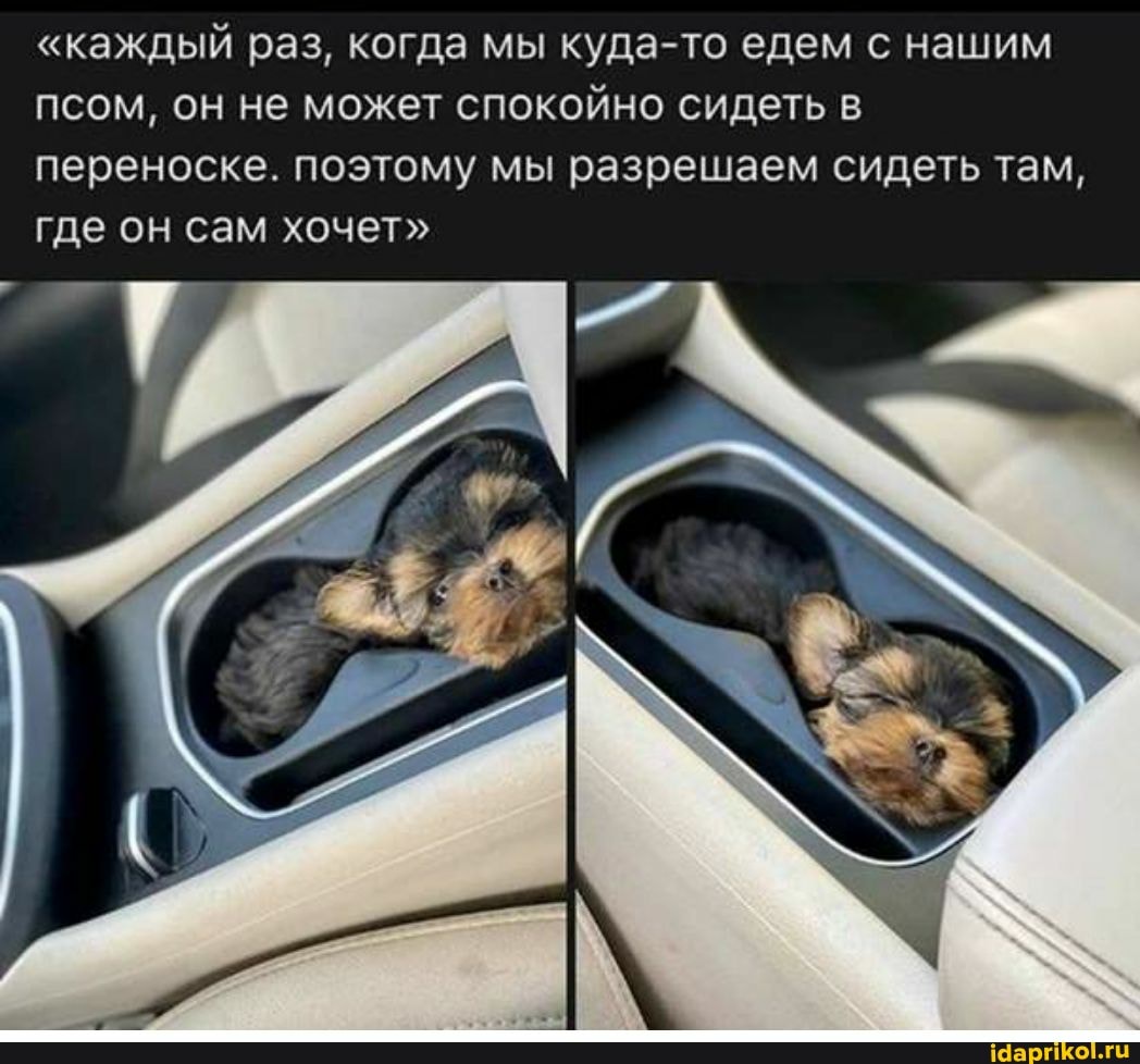 "каждый раз, когда мы куда-то едем с нашим псом, он не может спокойно сидеть переноске. поэтому мы разрешаем сидеть там, где он сам хочет"