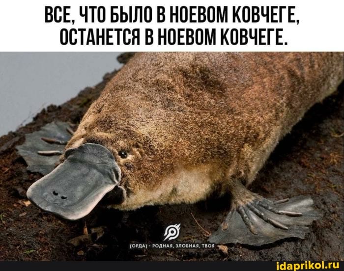 ВСЕ, ЧТО БЫЛО В НОЕВОМ КОВЧЕГЕ,
ОСТАНЕТСЯ В НОЕВОМ КОВЧЕГЕ