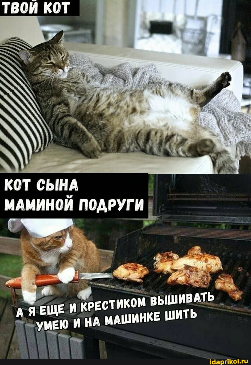 Кошачий сын. Кот маминой подруги мем. Мой кот и кот сына маминой подруги. Кот сына маминой подруги. Забавные картинки.