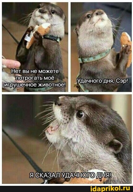 не може госрогать мой
