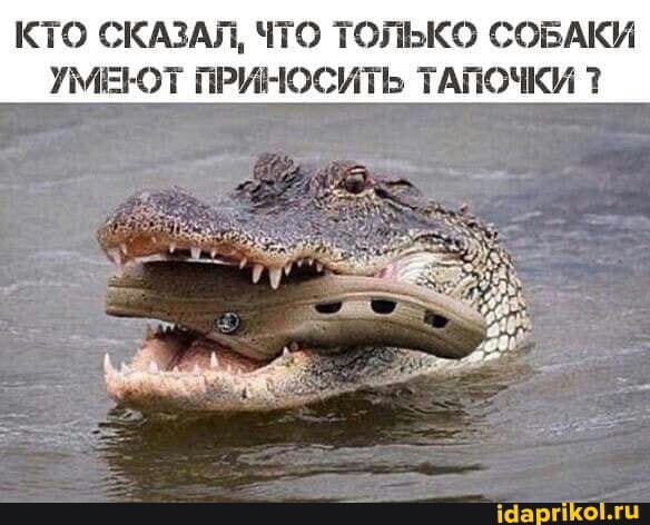 КТО СКАЗАЛ, ЧТО ТОЛЬКО СОБАКИ УМЕЮТ ПРИНОСИТЬ ТАПОЧКИ 1