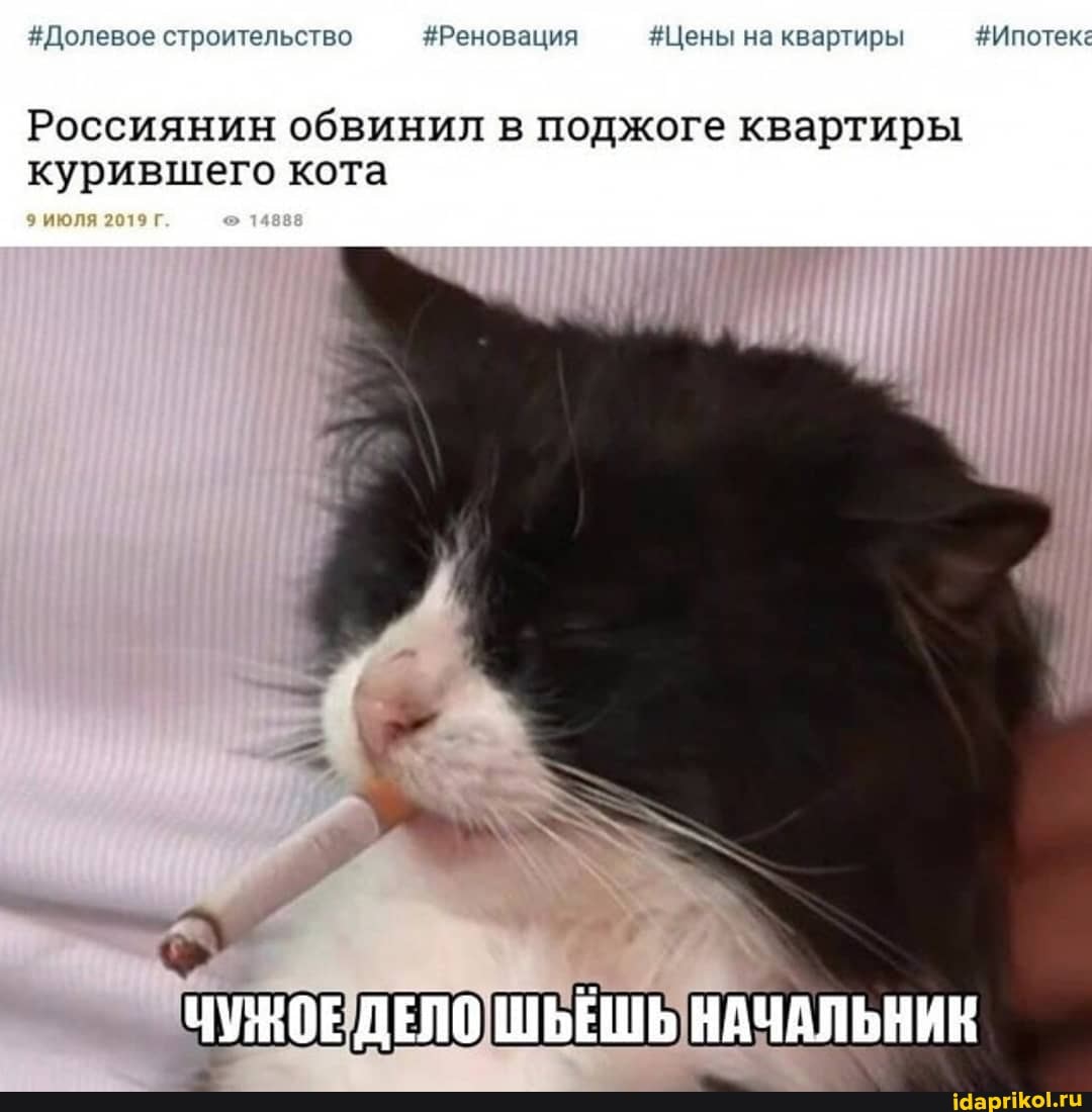 #Долевое строительство #Реновация #Цены на квартиры #Ипотек:
Россиянин обвинил в поджоге квартиры курившего кота
ДЕЛО ШЬЕШЬ НАЧАЛЬНИК
