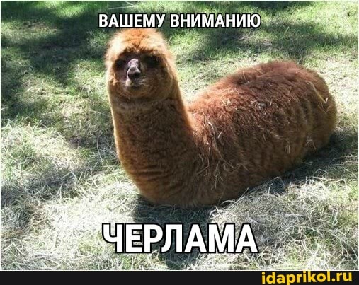 ВАШЕМУ ВНИМАНИЮ